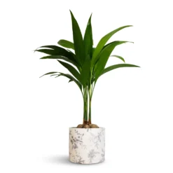 Lazzaro Plant Pot - Vintage Bird -Outlet The Ever Sprout Store Areca catechu Betel Nut Palm 12x50cm Lazzaro Plant Pot Vintage Bird 15x13cm