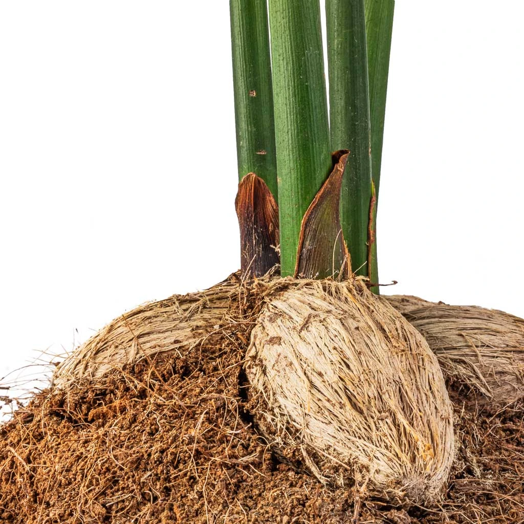 Areca Catechu - Betel Nut Palm 2 Areca Catechu - Betel Nut Palm - Image 2