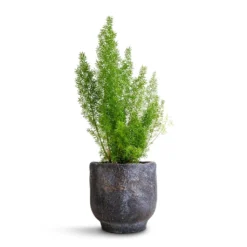 Asparagus Densiflorus Myersii - Foxtail Fern 19 Asparagus Densiflorus Myersii - Foxtail Fern -Outlet The Ever Sprout Store Asparagus densiflorus Myersii Foxtail Fern 12x30cm Dave Plant Pot Earth 14x13cm
