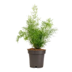 Asparagus Densiflorus Myersii - Foxtail Fern 18 Asparagus Densiflorus Myersii - Foxtail Fern -Outlet The Ever Sprout Store Asparagus densiflorus Myersii Foxtail Fern 12x30cm 822f913a 5126 41c6 8d64 92ef0acc0c90