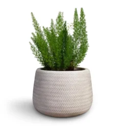 Angle Darcy Plant Pot - White 6 Angle Darcy Plant Pot - White -Outlet The Ever Sprout Store Asparagus densiflorus Myersii Foxtail Fern 17x45cm Angle Darcy Plant Pot White 34.5x24cm 2