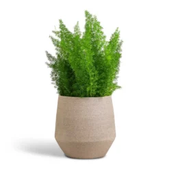 Asparagus Densiflorus Myersii - Foxtail Fern 25 Asparagus Densiflorus Myersii - Foxtail Fern -Outlet The Ever Sprout Store Asparagus densiflorus Myersii Foxtail Fern 17x60cm Humus Plant Pot Concrete 20x23cm