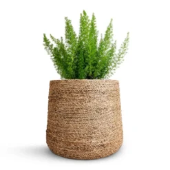Asparagus Densiflorus Myersii - Foxtail Fern 22 Asparagus Densiflorus Myersii - Foxtail Fern -Outlet The Ever Sprout Store Asparagus densiflorus Myersii Foxtail Fern 17x60cm Patt Plant Pot Straw Grass 25x22cm