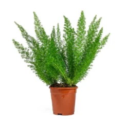 Asparagus Densiflorus Myersii - Foxtail Fern 24 Asparagus Densiflorus Myersii - Foxtail Fern -Outlet The Ever Sprout Store Asparagus densiflorus Myersii Foxtail Fern