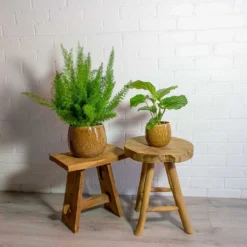 Asparagus Densiflorus Myersii - Foxtail Fern 30 Asparagus Densiflorus Myersii - Foxtail Fern -Outlet The Ever Sprout Store Asparagus densiflorus Myersii Foxtail Fern Calathea orbifolia mischa caramel plant pot e4d49e01 2bd8 4947 8f7b 7f7f5c325a3c