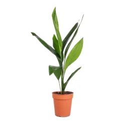 Aspidistra - Cast Iron Plant -Outlet The Ever Sprout Store Aspidistra Cast Iron Plant 13x50cm 4