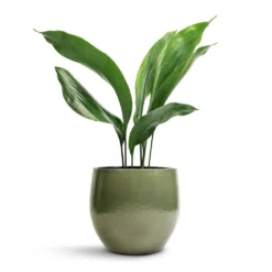 Aspidistra - Cast Iron Plant -Outlet The Ever Sprout Store Aspidistra Cast Iron Plant 13x50cm Zembla Plant Pot Green 18x16cm