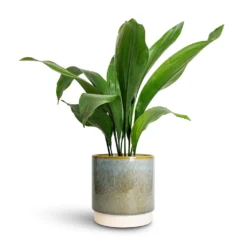 Aspidistra - Cast Iron Plant -Outlet The Ever Sprout Store Aspidistra Cast Iron Plant 15x60cm Copenhagen Plant Pot Aqua 18.5x19.5cm 0d03bc16 f67a 428a b26a 34b55acbc131