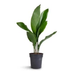 Aspidistra - Cast Iron Plant -Outlet The Ever Sprout Store Aspidistra Cast Iron Plant 15x60cm 99aef96f a9bd 424d 852b 74f9dbbdc04a