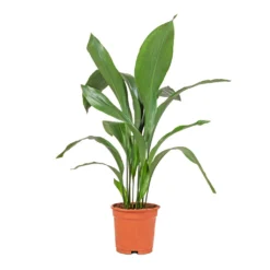 Aspidistra - Cast Iron Plant -Outlet The Ever Sprout Store Aspidistra Cast Iron Plant 17x70cm