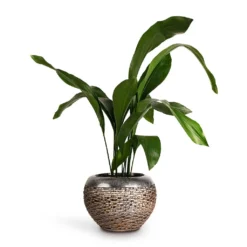 Aspidistra - Cast Iron Plant -Outlet The Ever Sprout Store Aspidistra Cast Iron Plant 17x80cm Luxe Lite Layer Globe Planter Bronze 28x20cm de5057ff 148b 4c39 9039 d945d87d5572