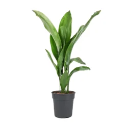 Aspidistra - Cast Iron Plant -Outlet The Ever Sprout Store Aspidistra Cast Iron Plant 19x80cm
