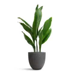 Aspidistra - Cast Iron Plant -Outlet The Ever Sprout Store Aspidistra Cast Iron Plant 19x80cm Mini Jesslyn Plant Pot Black Washed 25x21cm