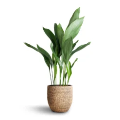 Aspidistra - Cast Iron Plant -Outlet The Ever Sprout Store Aspidistra Cast Iron Plant 21x90cm Cas Plant Pot Sahara 25x23cm b9a980d0 8ab9 4868 a962 8d07c25c75fe