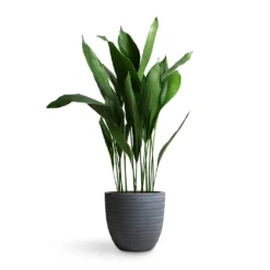 Aspidistra - Cast Iron Plant -Outlet The Ever Sprout Store Aspidistra Cast Iron Plant 24x110cm Angle Couple Plant Pot Grey 30x28cm 6aa06c57 69aa 4e4d af04 a78dc3c92abe