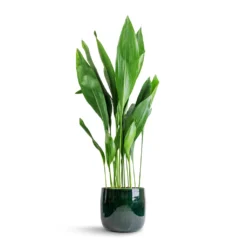 Aspidistra - Cast Iron Plant -Outlet The Ever Sprout Store Aspidistra Cast Iron Plant 24x110cm Babet Plant Pot Pine 27x23cm