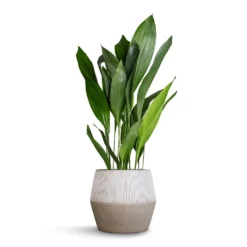 Harley Plant Pot - Ridged White Stripe -Outlet The Ever Sprout Store Aspidistra Cast Iron Plant 24x110cm Harley Cement Stone Plant Pot Granite Grey 37x34cm