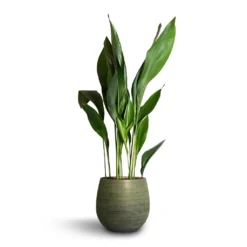 Aspidistra - Cast Iron Plant -Outlet The Ever Sprout Store Aspidistra Cast Iron Plant 24x110cm Lydia Plant Pot Shiny Green 31x28cm bdc227fa 823a 4873 85e1 bfbce4f56c1c