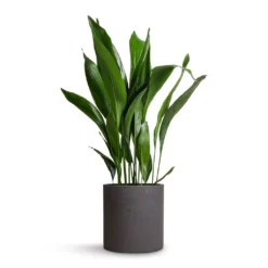 Aspidistra - Cast Iron Plant -Outlet The Ever Sprout Store Aspidistra Cast Iron Plant 24x110cm Max Plant Pot Black Washed 30x30cm
