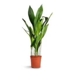 Aspidistra - Cast Iron Plant -Outlet The Ever Sprout Store Aspidistra Cast Iron Plant 24x110cm xl