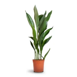 Aspidistra - Cast Iron Plant -Outlet The Ever Sprout Store Aspidistra Cast Iron Plant 24x110cm 12d6a488 4f3c 4a98 adc7 228e66c48a6a