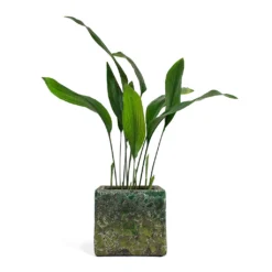 Lava Cube Relic Planter - Jade 26 Lava Cube Relic Planter - Jade -Outlet The Ever Sprout Store Aspidistra Cast Iron Plant Lava Cube Relic Planter Jade