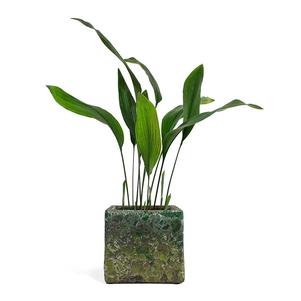 Lava Cube Relic Planter - Jade 13 Lava Cube Relic Planter - Jade - Image 13
