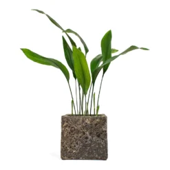 Lava Cube Relic Planter - Rust -Outlet The Ever Sprout Store Aspidistra Cast Iron Plant Lava Cube Relic Planter Rust