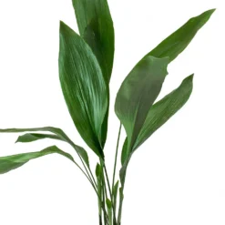 Aspidistra - Cast Iron Plant -Outlet The Ever Sprout Store Aspidistra Cast Iron Plant Leaves