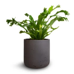 Asplenium Crissie Amy - Bird's Nest Fern 27 Asplenium Crissie Amy - Bird's Nest Fern -Outlet The Ever Sprout Store Asplenium Crissie Amy Bird s Nest Fern 12x20cm Charlie Plant Pot Black Washed 15x15cm