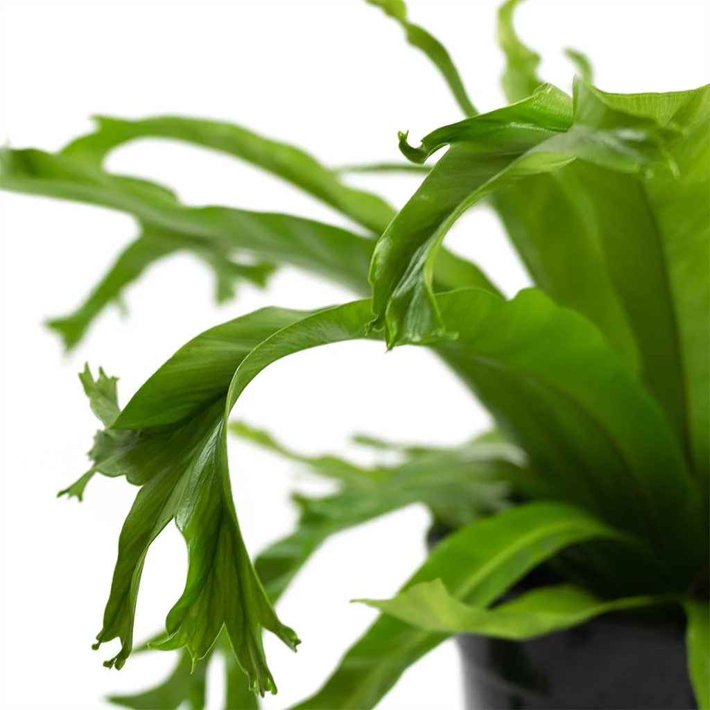 Asplenium Crissie Amy - Bird's Nest Fern 6 Asplenium Crissie Amy - Bird's Nest Fern - Image 6