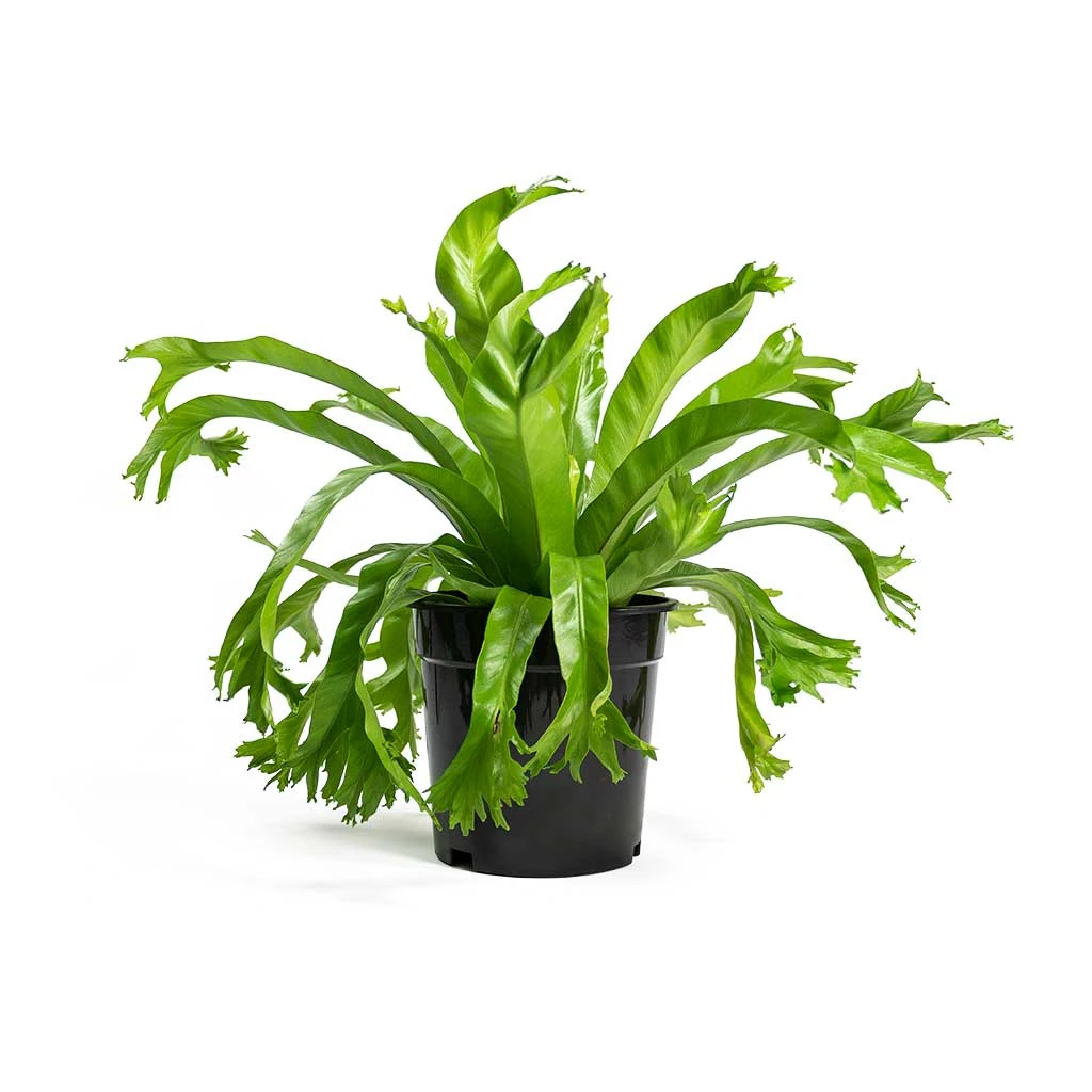 Asplenium Crissie Amy - Bird's Nest Fern 4 Asplenium Crissie Amy - Bird's Nest Fern - Image 4