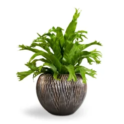 Asplenium Crissie Amy - Bird's Nest Fern 19 Asplenium Crissie Amy - Bird's Nest Fern -Outlet The Ever Sprout Store Asplenium Crissie Amy Bird s Nest Fern 17x50cm Luxe Lite Comet Globe Planter Bronze 28x20cm 1