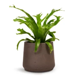Asplenium Crissie Amy - Bird's Nest Fern 21 Asplenium Crissie Amy - Bird's Nest Fern -Outlet The Ever Sprout Store Asplenium Crissie Amy Birds Nest Fern 12x20cm Patt Plant Pot Ash Brown 17x14cm