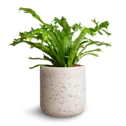 Asplenium Crissie Amy - Bird's Nest Fern 22 Asplenium Crissie Amy - Bird's Nest Fern -Outlet The Ever Sprout Store Asplenium Crissie Amy Birds Nest Fern 12x25cm Charlie Plant Pot Grey Washed 15x15cm