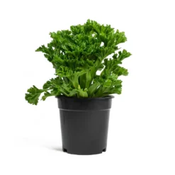 Asplenium Leslie - Crested Birds Nest Fern 9 Asplenium Leslie - Crested Birds Nest Fern -Outlet The Ever Sprout Store Asplenium Leslie Crested Birds Nest Fern 17cm