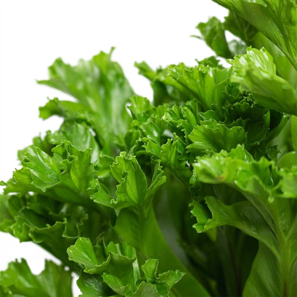 Asplenium Leslie - Crested Birds Nest Fern 2 Asplenium Leslie - Crested Birds Nest Fern - Image 2