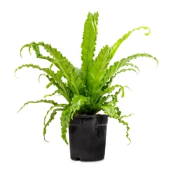 Asplenium Osaka - Japanese Bird's Nest Fern -Outlet The Ever Sprout Store Asplenium Osaka Japanese Bird s Nest Fern 17x50cm 2
