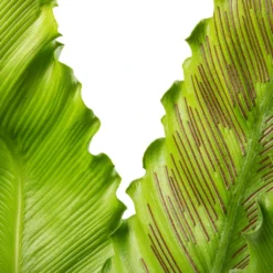 Asplenium Osaka - Japanese Bird's Nest Fern -Outlet The Ever Sprout Store Asplenium Osaka Japanese Bird s Nest Fern 17x50cm