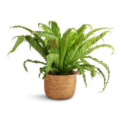Asplenium Osaka - Japanese Bird's Nest Fern -Outlet The Ever Sprout Store Asplenium Osaka Japanese Bird s Nest Fern 17x50cm Nelis Plant Basket Natural 23x20cm 31f8e6af 287b 4e52 98d8 3ccd2af6443e