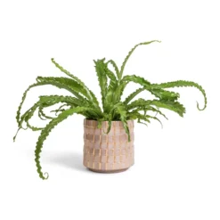 Asplenium Osaka - Japanese Bird's Nest Fern -Outlet The Ever Sprout Store Asplenium Osaka Japanese Bird s Nest Fern 17x50cm Stian Plant Pot Soft Nougat 21x20cm bd6ca154 60df 4c02 aeb9 135637ba47bc