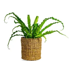 Asplenium Osaka - Japanese Bird's Nest Fern -Outlet The Ever Sprout Store Asplenium Osaka Japanese Bird s Nest Fern Ido Plant Baskets Set of 5 Natural