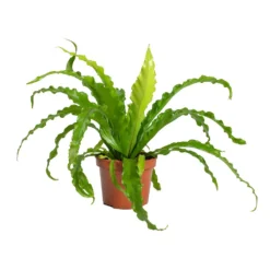 Asplenium Osaka - Japanese Bird's Nest Fern -Outlet The Ever Sprout Store Asplenium Osaka Japanese Birds Nest Fern 12x25cm