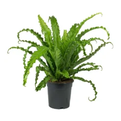 Asplenium Osaka - Japanese Bird's Nest Fern -Outlet The Ever Sprout Store Asplenium Osaka Japanese Birds Nest Fern 2