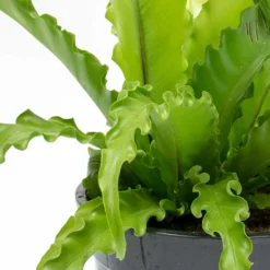 Asplenium Osaka - Japanese Bird's Nest Fern -Outlet The Ever Sprout Store Asplenium Osaka Japanese Birds Nest Fern Leaves