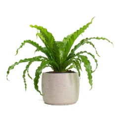 Asplenium Osaka - Japanese Bird's Nest Fern -Outlet The Ever Sprout Store Asplenium Osaka Japanese Birds Nest Fern Mini Valerie Plant Pot Grey Washed b40e4c02 bb98 4869 8c18 9885d5f5652f