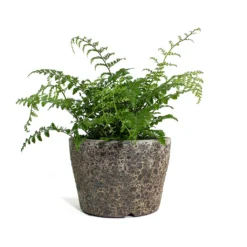 Lava Couple Straight Relic Planter - Rust 12 Lava Couple Straight Relic Planter - Rust -Outlet The Ever Sprout Store Asplenium Parvati Mother Fern Lava Couple Straight Relic Planter Rust