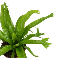 Asplenium Crissie Amy - Bird's Nest Fern 25 Asplenium Crissie Amy - Bird's Nest Fern -Outlet The Ever Sprout Store Asplenium amy Leaves