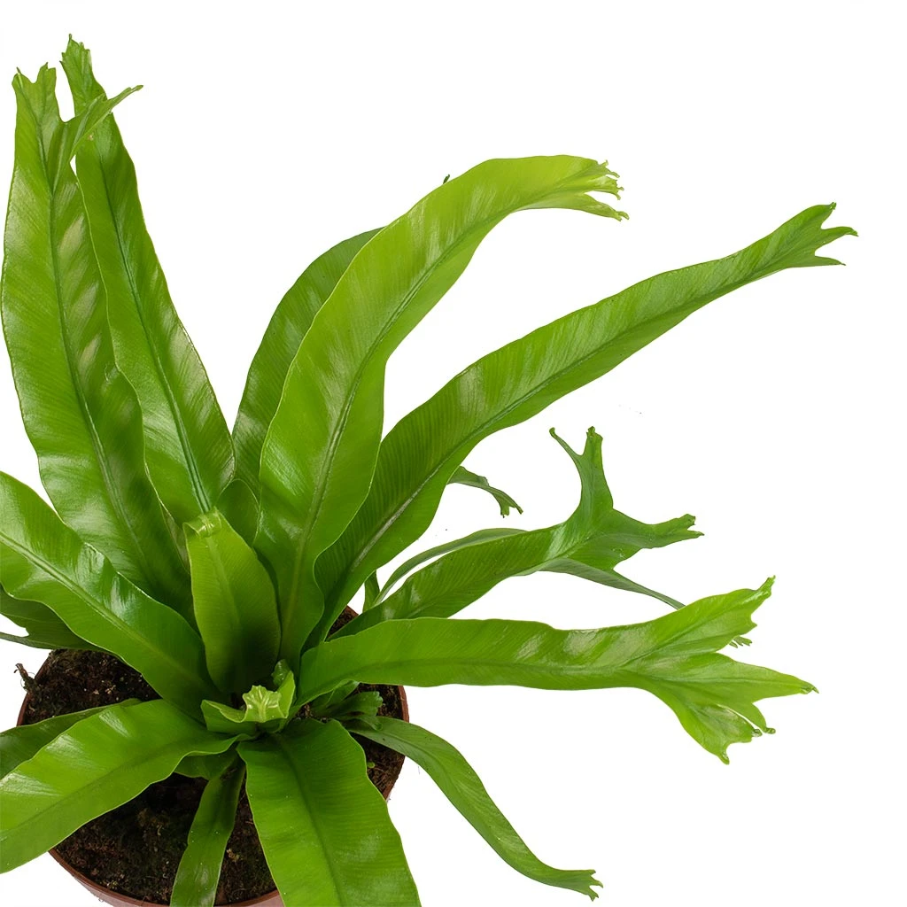Asplenium Crissie Amy - Bird's Nest Fern 11 Asplenium Crissie Amy - Bird's Nest Fern - Image 11
