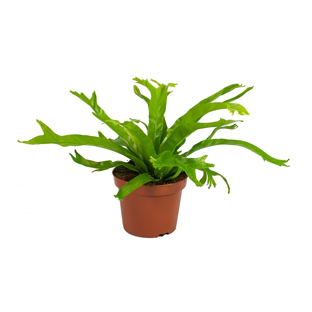 Asplenium Crissie Amy - Bird's Nest Fern 10 Asplenium Crissie Amy - Bird's Nest Fern - Image 10